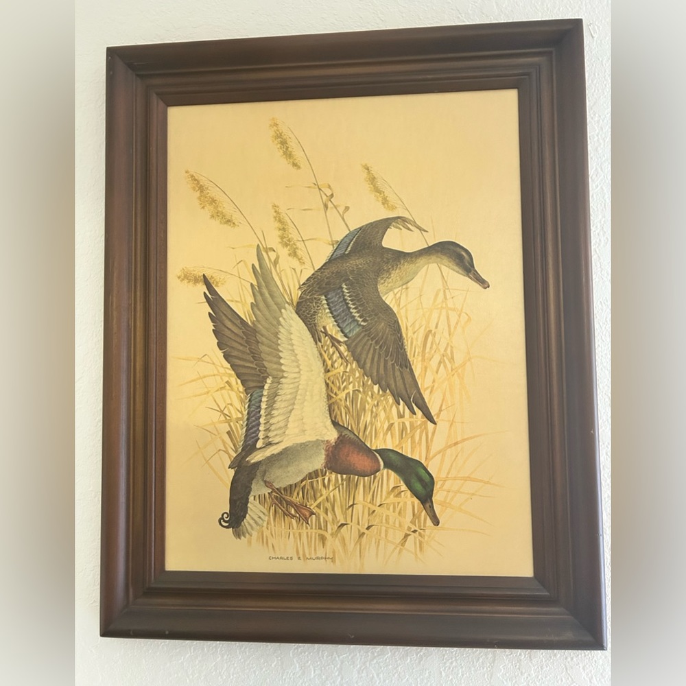 vintage Charles E Murphy Mallard duck framed art print